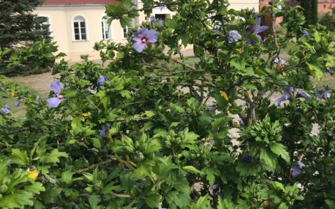 Projekt INT 161 Schwedt – Kulice