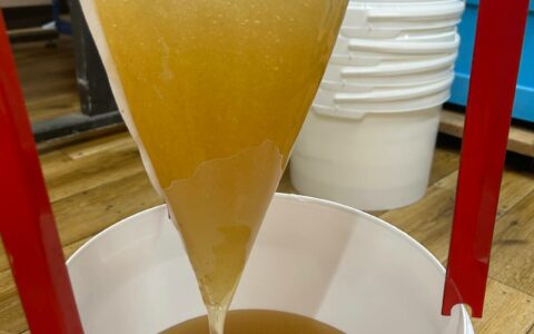 Pierwsze miodobranie w kulickiej PasieceIMMUNO 2023